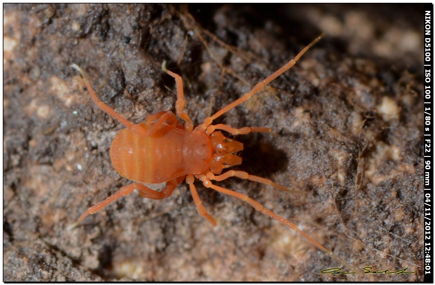 Phalangodidae, Scotolemon terricola/doriae? da Ittiri 191